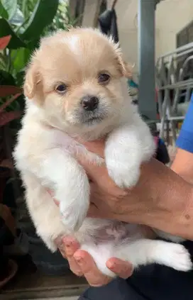 anak anjing maltese