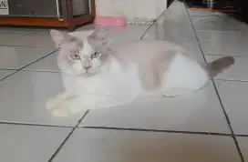 Bsh bico fawn blue eye jantan 11bulan