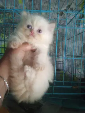 Kucing Persia semi flat