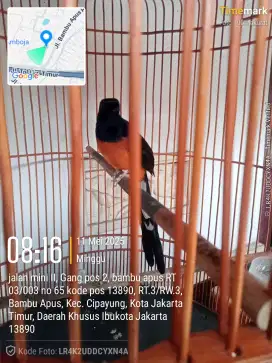 Dijual murai batu balak 8 fs kandang Rafi masih mulus