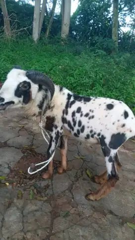 Domba qurban padasuka atas