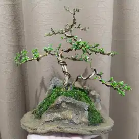 Bonsai melati vietnam