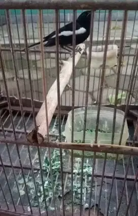 Kacer jumbo lawas minus kaki kanan