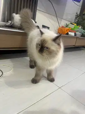 Betina himalayan