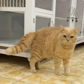 Kucing british shorthair bsh Jantan