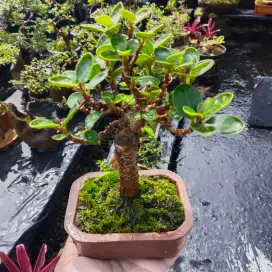 Bonsai Beringin dolar mikro