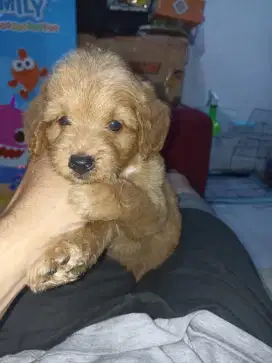 Anak anjing pompo