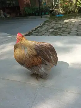Ayam hias Bantam Chocin jantan.