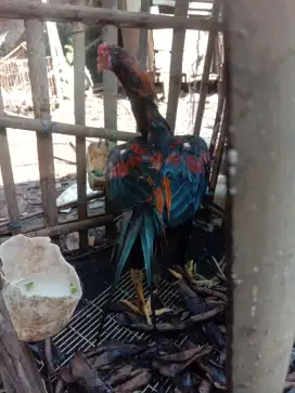 Ayam janggat wiring kuning