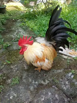 Ayam hias Kate chabo thailand jantan