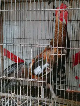 Ayam bekisar Widu 8 bulanan sudah keluruk