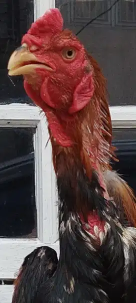 Ayam Jago Bangkok Shamo Muda