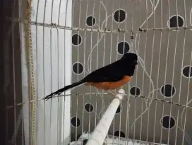 Burung murai batu gembung