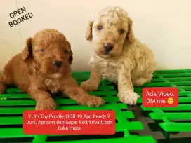 2 Jantan Toy Poodle; (Super Red) dan (Light Apricort)