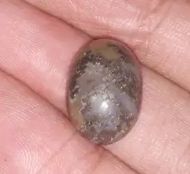 Sigori Lafau Asli NIAS