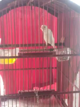 Burung kenari F1 BB