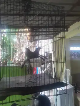 1 pasang Burung Poksay Hongkong
