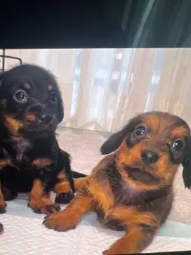 4 anak anjing hibah