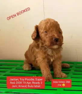 Jantan (Super Red) TOY POODLE