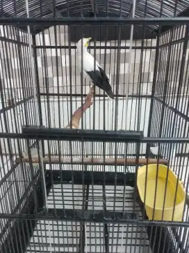 Jual putih gacor