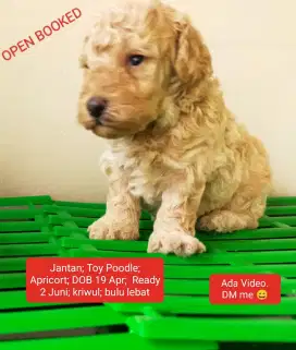 Jantan (Light Apricort)  TOY POODLE