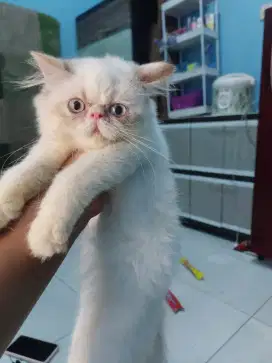 Kucing peaknose