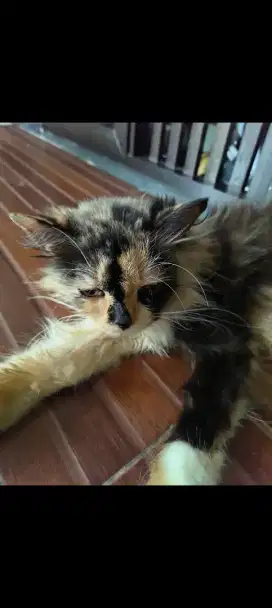 Lepas adop kucing betina 1tahun 3bln