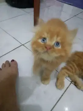 Jual anak kucing kitten medium persia umur 3 bln jantan mata biru