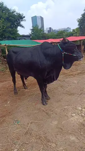 Jual hewan Qurban Super
