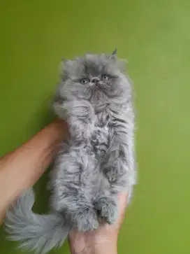 kitten peaknose # kitten super gembul#