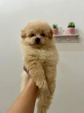 Puppy Gemoy jenis Pompoo