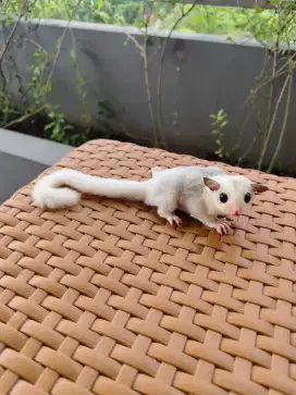 Sugar Glider Mosaic Betina