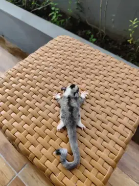 Sugar Glider Joey Mosaic Jantan