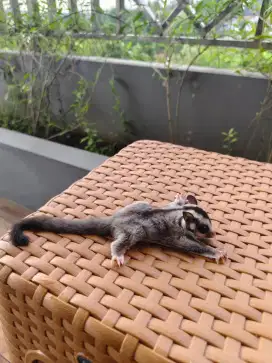 Sugar Glider Joey Classic Grey Jantan