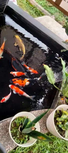 Jual ikan Koi berbagai ukuran