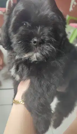 LOKASI BOGOR. Dijual anak anjing Shitzu x Poodle. 2bulan