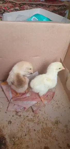 2 ekor Anak Shamo line Zuchter