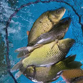Ikan lele, gurame, mas, nila SEGAR KONSUMSI