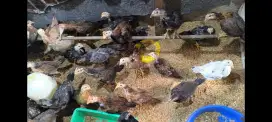 Ayam kampung KUB