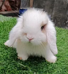 Anak Kelinci holland lop jantan