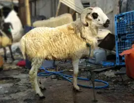 Domba Qurban Bandung