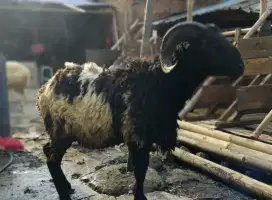 Domba Qurban Buleud