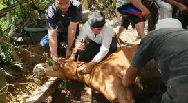 TERIMA PANGGILAN SEMBELIH HEWAN KURBAN