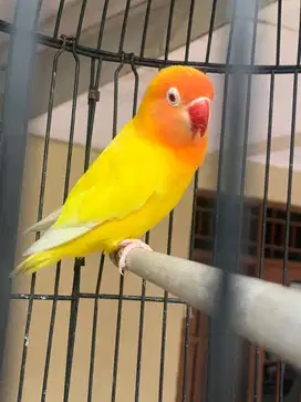 Lovebird lutino mm jantan dewasa