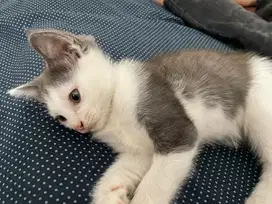 Anak kitten lucu