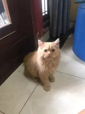 Kucing Persia Jantan