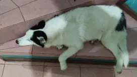 Siberian Husky murah