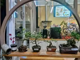Borongan 35 pohon bonsai sudah jadi dan bahan