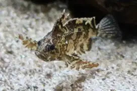 Ikan Buterfly Goby