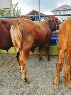 Jual sapi qurban berqualitas